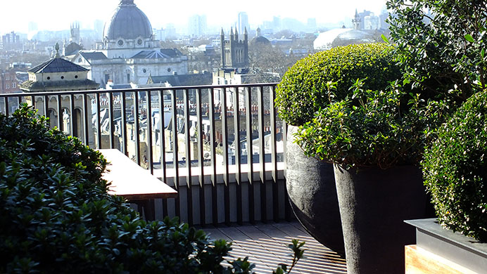 Evergreen Taxus Baccata on roof terrace in Princes' gate Knightbridge