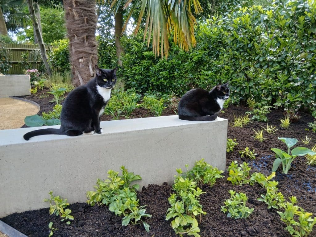 Shade loving plants with cats in Watford